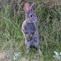 Brush Rabbit 2 (Sylvilagus bachmani), Pacific Grove, California, USA